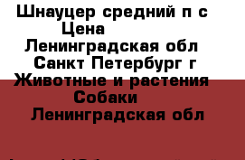 Шнауцер средний п/с › Цена ­ 20 000 - Ленинградская обл., Санкт-Петербург г. Животные и растения » Собаки   . Ленинградская обл.